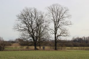 Piemiņas akmens LTS(p)A dibinātājiem Rožkalnu pagasta “Augšmuktos”